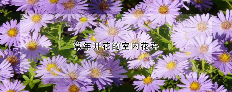 常年開花的室內花卉