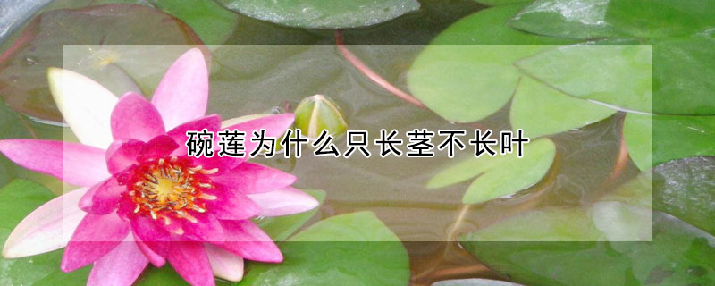 碗蓮為什麼隻長莖不長葉