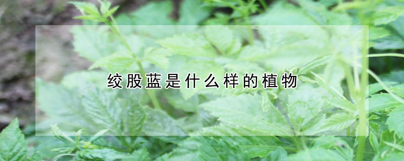 絞股藍是什麼樣的植物