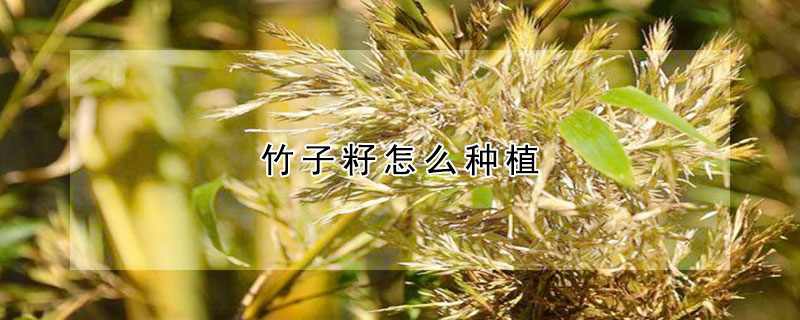 竹子籽怎麼種植