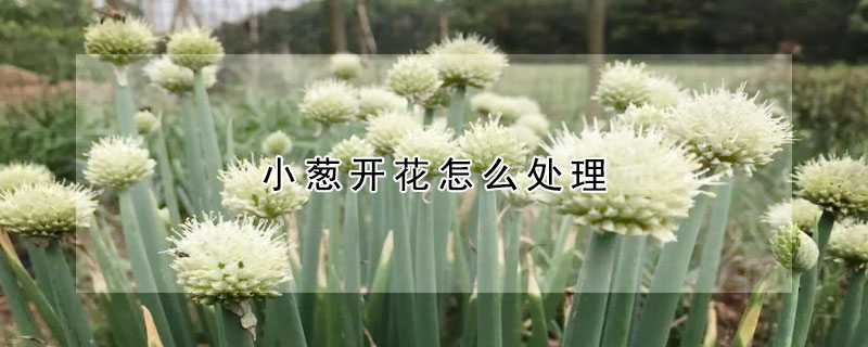 小蔥開花怎麼處理