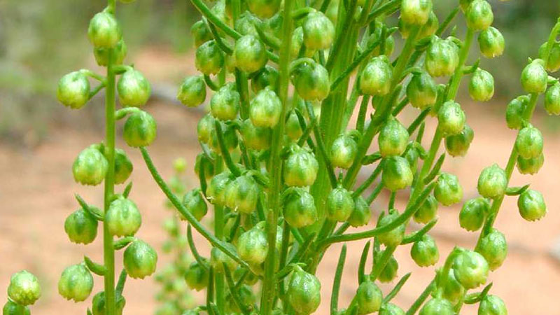 柳蒿芽是什麼植物