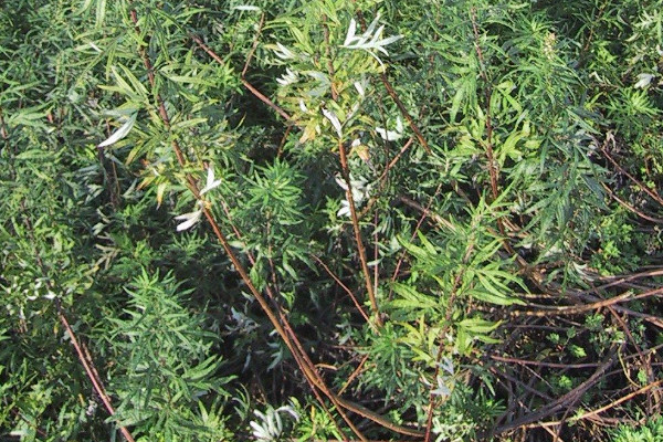 柳蒿芽是什麼植物