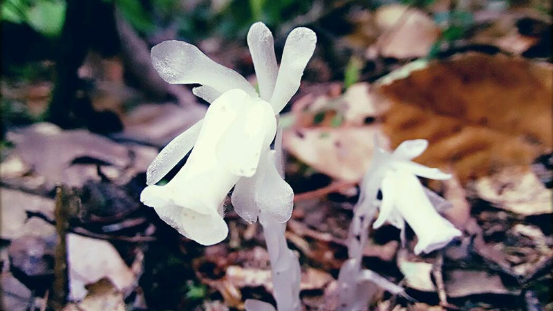 什麼花不需要陽光