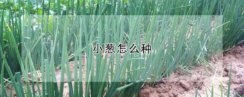 小蔥怎麼種