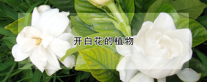 開白花的植物