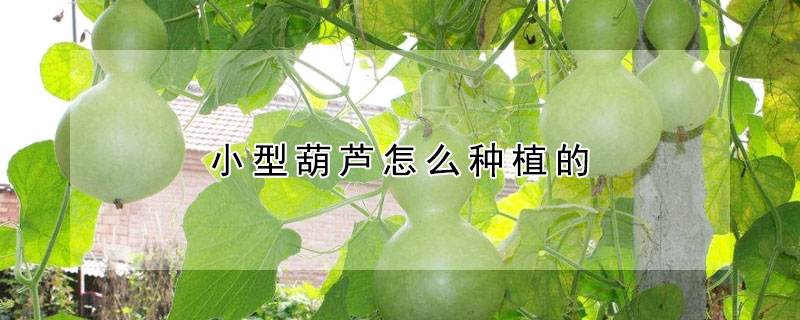 小型葫蘆怎麼種植的