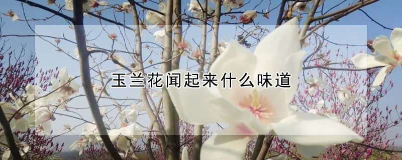 玉蘭花聞起來什麼味道