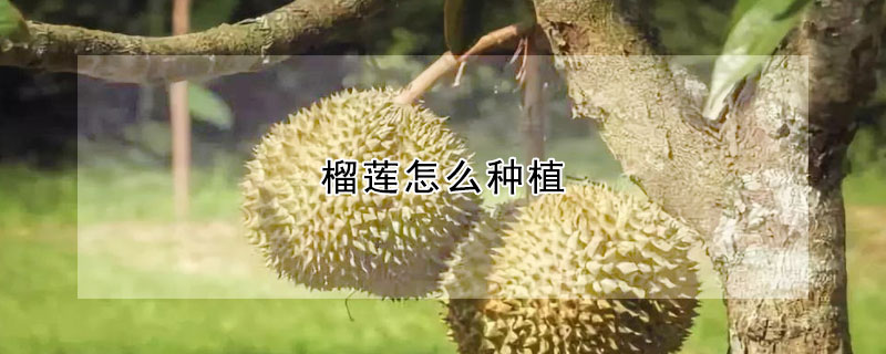 榴蓮怎麼種植