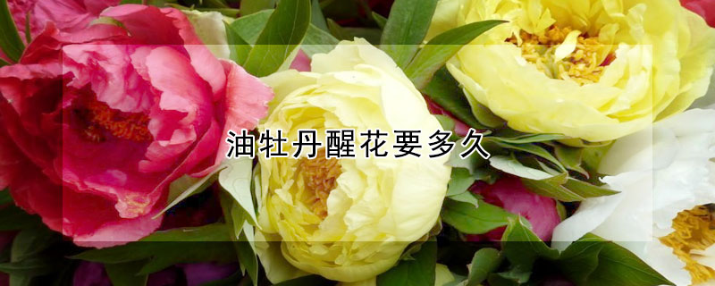 油牡丹醒花要多久