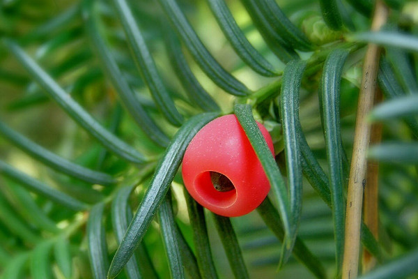 植物黃金是什麼植物