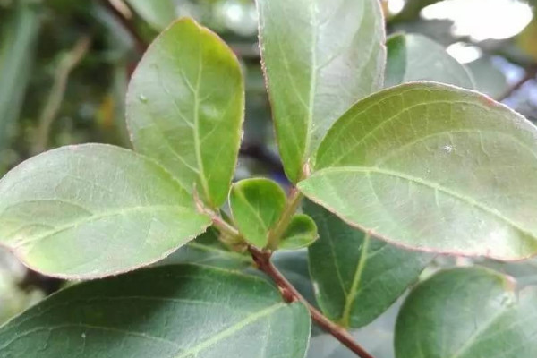 水楊梅是什麼植物