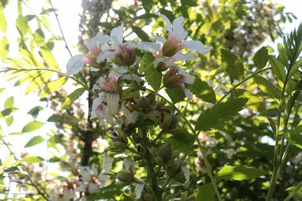 文官樹是什麼樹