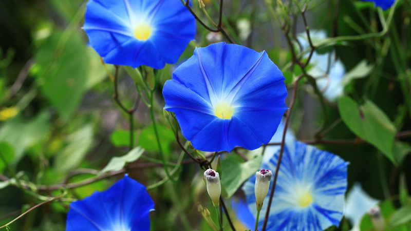 變色花是什麼花