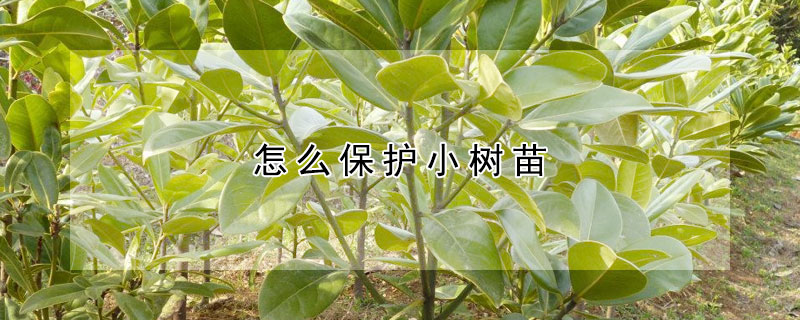 怎麼保護小樹苗