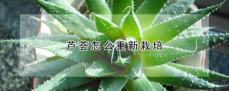 蘆薈怎麼重新栽培