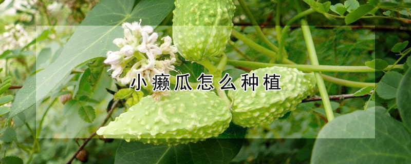 小癩瓜怎麼種植