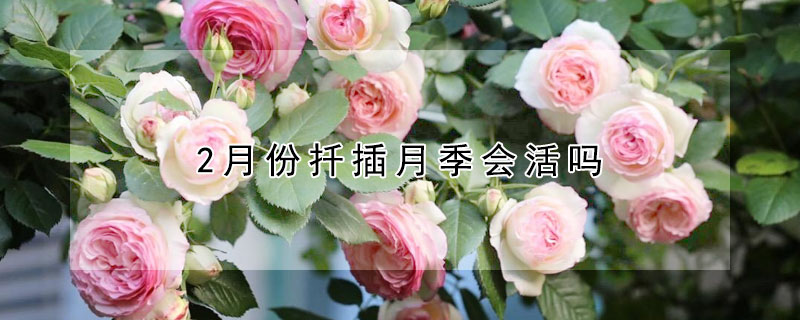 2月份扡插月季會活嗎