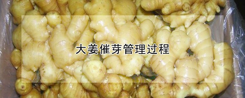 大薑催芽管理過程