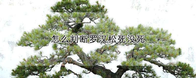 怎麼判斷羅漢鬆死沒死