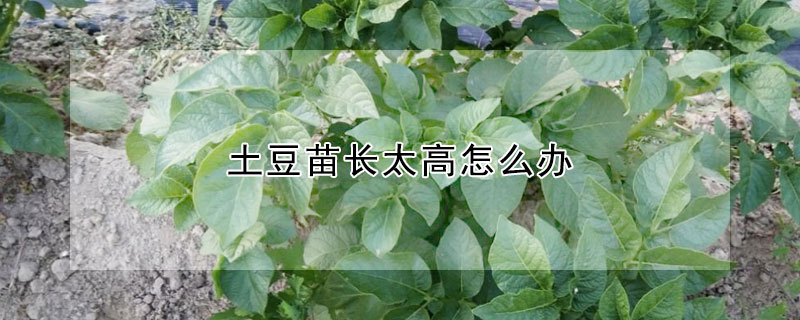 土豆苗長太高怎麼辦