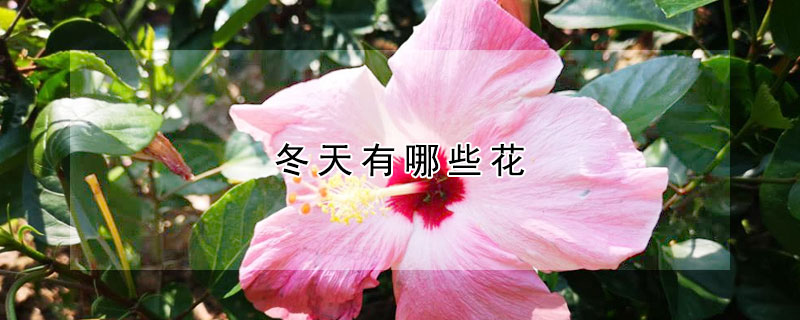 冬天有哪些花