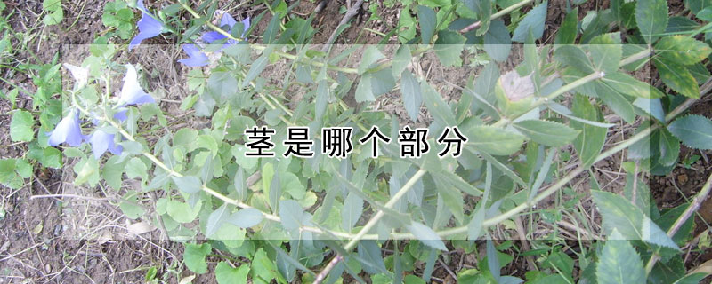 莖是哪個部分