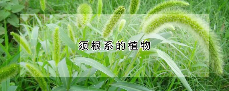 須根係的植物