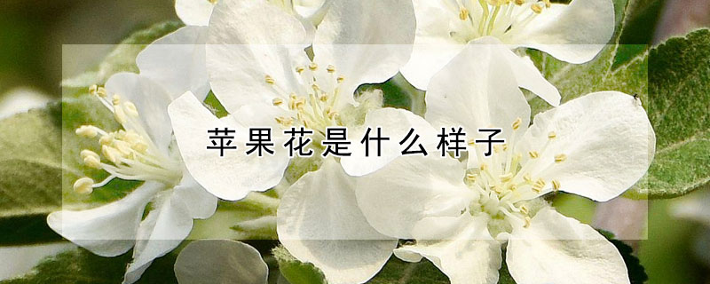 蘋果花是什麼樣子