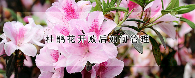 杜鵑花開敗後如何管理