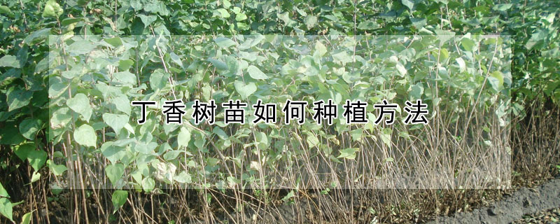 丁香樹苗如何種植方法