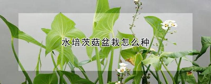 水培茨菇盆栽怎麼種