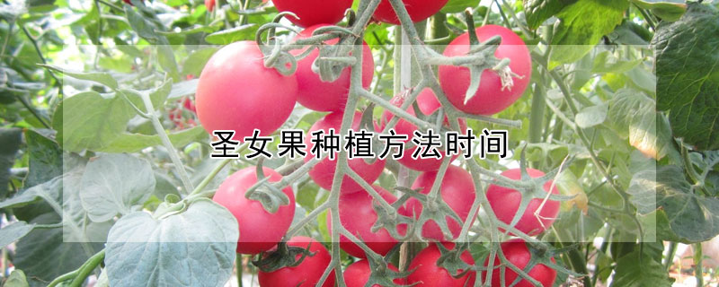 聖女果種植方法時間