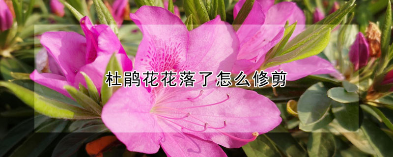 杜鵑花花落了怎麼修剪