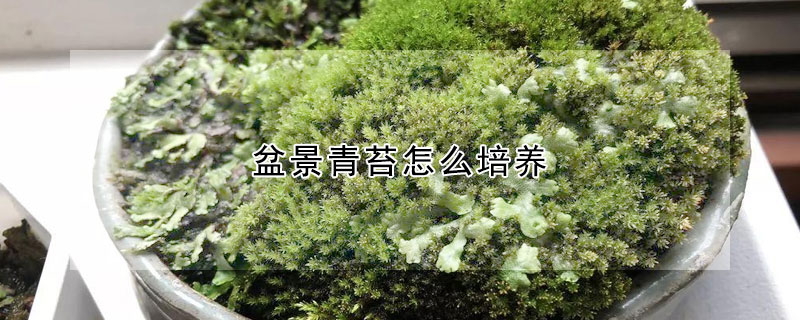 盆景青苔怎麼培養