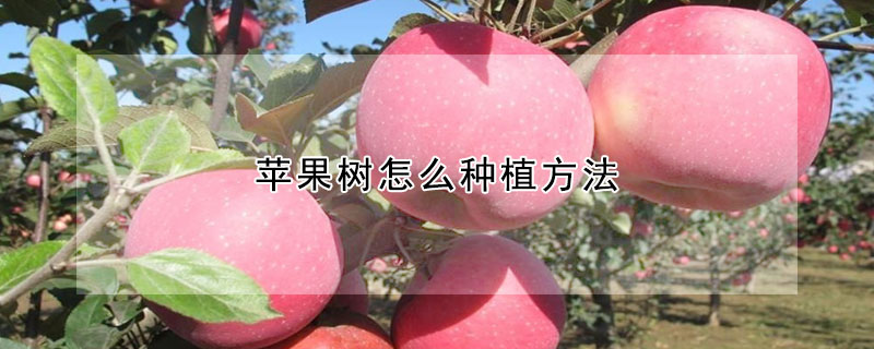 蘋果樹怎麼種植方法