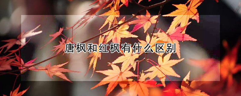 唐楓和紅楓有什麼區別