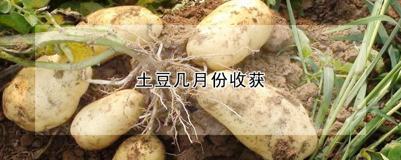 土豆幾月份收獲