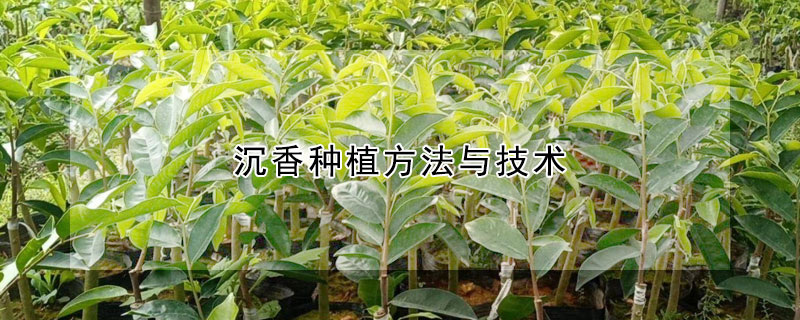 沉香種植方法與技術