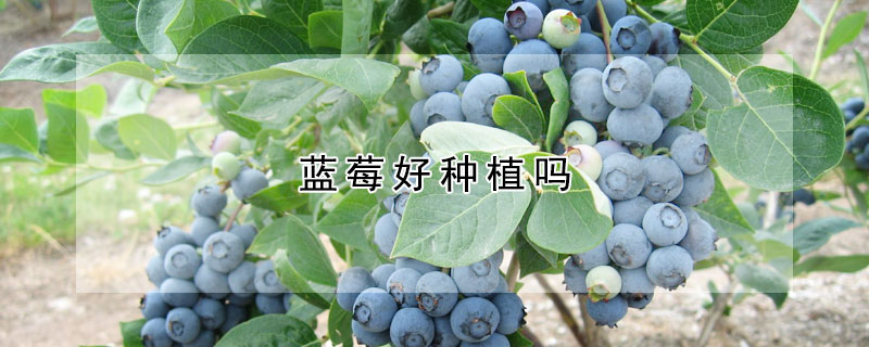 藍莓好種植嗎