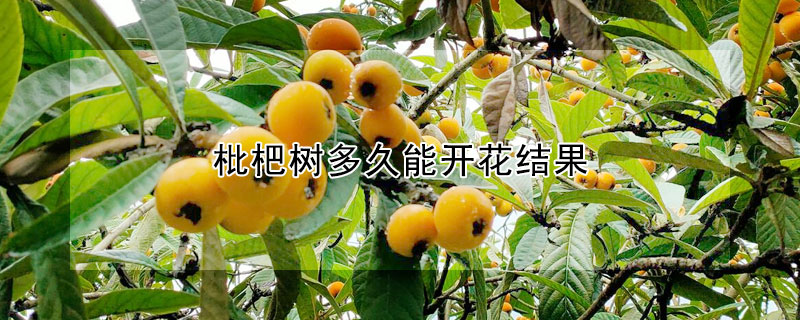 枇杷樹多久能開花結果