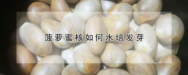 菠蘿蜜核如何水培發芽