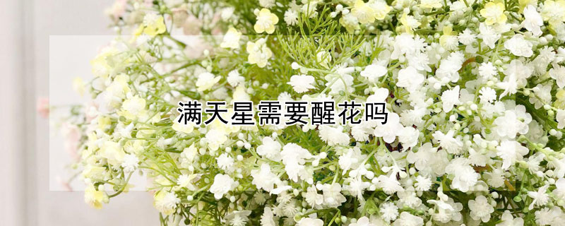 滿天星需要醒花嗎