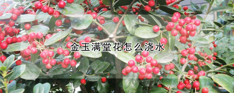 金玉滿堂花怎麼澆水