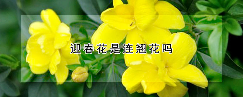 迎春花是連翹花嗎