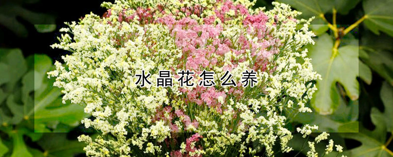 水晶花怎麼養