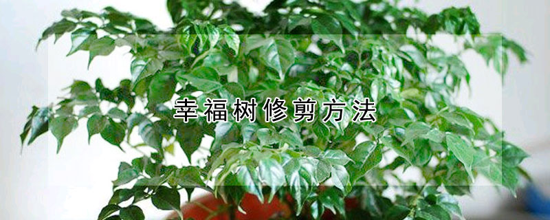 幸福樹修剪方法