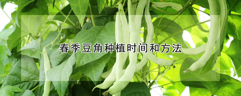 春季豆角種植時間和方法