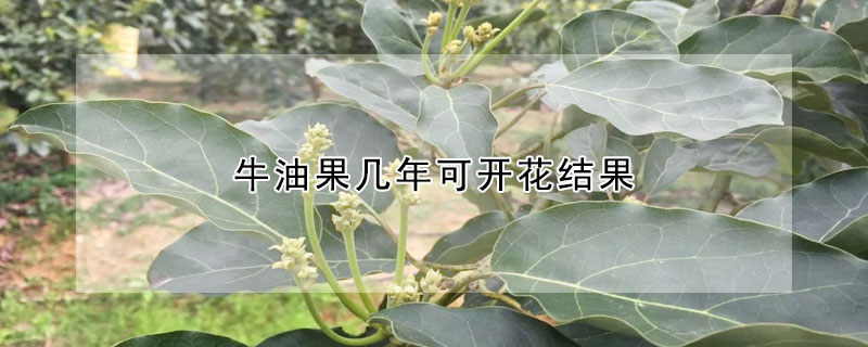 牛油果幾年可開花結果