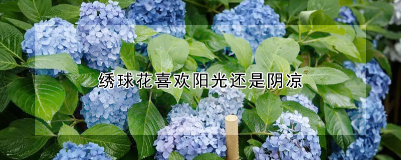 繡球花喜歡陽光還是陰涼